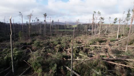 Cinematic-aerial-drone-footage-rising-slowly-up-to-reveal-a-devastated-forest-of-windblown-pine-trees-that-have-all-been-blown-over-in-forestry-plantation-during-an-extreme-storm-event-in-Scotland