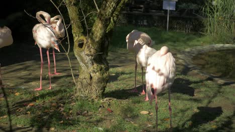 Herde-Von-Flamingos,-Die-Ihre-Federn-Reinigen
