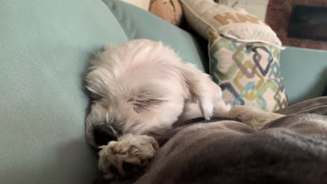 Close-up-of-adorable-puppy-white-hair-maltese-dog-lying-down-on-cute-cosy-couch