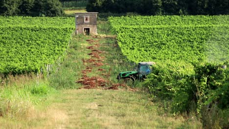 tractor-spraying-vines-in-vineyard-on-early-summer-morning