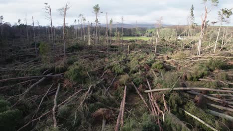 Cinematic-aerial-drone-footage-flying-slowly-through-a-devastated-forest-of-snapped-pine-trees-that-have-all-been-uprooted-in-a-forestry-plantation-during-an-extreme-storm-event-in-Scotland