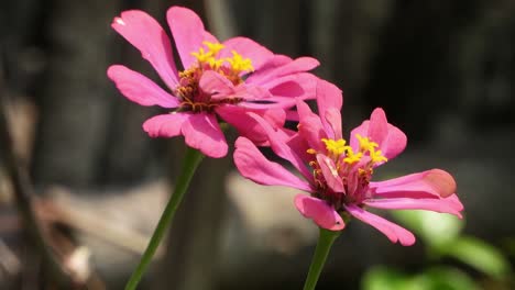 beautiful-dry--common-zinnia-flowers-