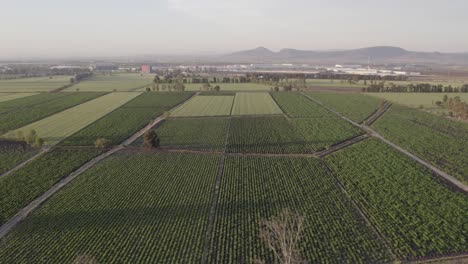 Drone-view-of-vast-corn-planting-fields