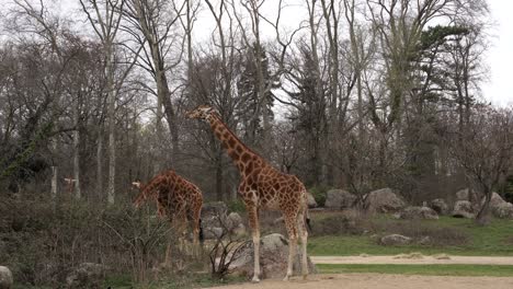 Giraffes-in-zoo-park,-long-necked-animals-eating-leaves,-Safari-in-Africa