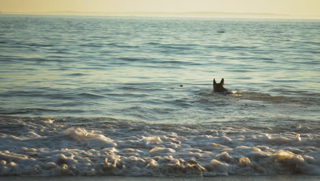 Dog-swimming-inside-the-ocean-at-Arroyo-Burro,-Santa-Barbara,-California