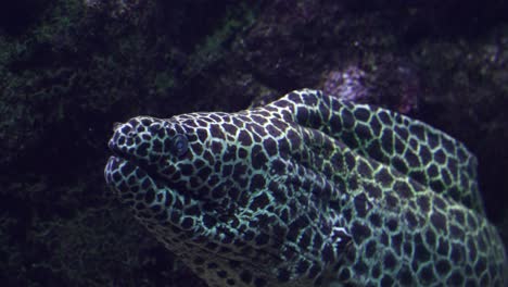 Honeycomb-Moray-Eel-inside-reef-open-mouth-to-let-entering-cleaner-fish