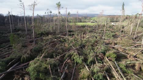 Cinematic-aerial-drone-footage-reversing-slowly-through-a-devastated-forest-of-windblown-pine-trees-that-have-all-been-blown-over-in-a-forestry-plantation-during-an-extreme-storm-event-in-Scotland