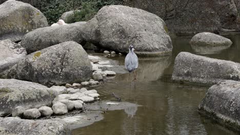 Grey-heron-searching-for-food-on-pond-surrounded-by-cliffs