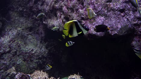 Pennant-Coralfish-In-Red-Sea-Egypt,-Tropical-Striped-Black-And-Yellow-Fish
