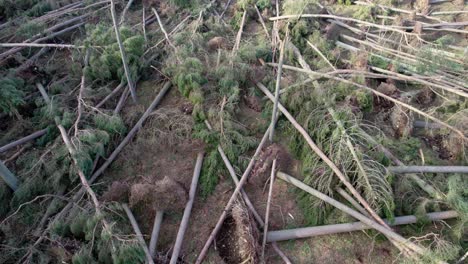 Cinematic-aerial-drone-footage-rising-slowly-up-above-a-devastated-forest-of-windblown-pine-trees-that-have-all-been-blown-over-in-forestry-plantation-during-an-extreme-storm-event-in-Scotland