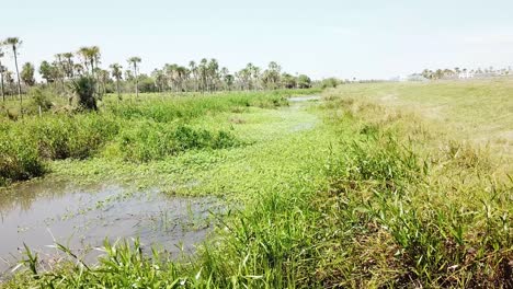 Jungfräulicher-Sumpf-Im-Palmenbereich.-Everglades