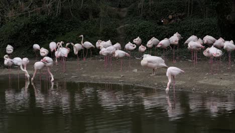 Rosa-Flamingos,-Die-In-Der-Nähe-Eines-Kleinen-Teichs-Schlafen-Und-Im-Seichten-Wasser-Essen