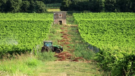 tractor-spraying-vines-in-vineyard-on-early-summer-morning