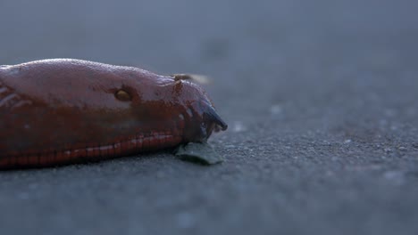 Macro-shot-of-a-common-ground-slug-moving-slowly-in-the-ground