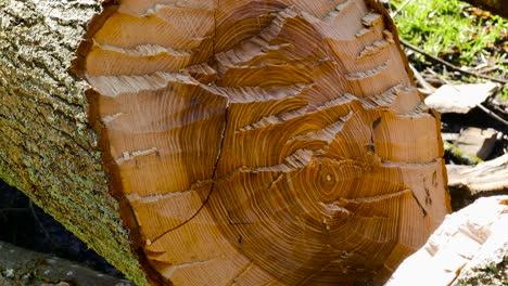 Close-up-view-of-a-large-old-growth-tree-cut-down-in-the-forest-at-daytime