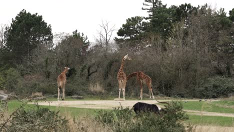 Wild-African-animals,-giraffes-and-antelope-feeding-on-zoo-park