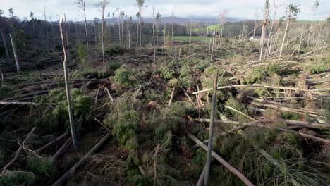 Cinematic-drone-footage-tilting-to-reveal-a-devastated-forest-of-snapped-and-uprooted-pine-trees-in-a-forestry-plantation-during-an-extreme-storm-event-in-Scotland-in-the-dappled-evening-light