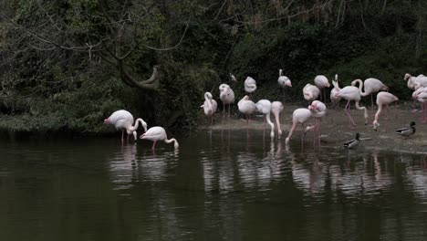 Group-of-flamingos-eating-on-shallow-water-of-pond-in-a-zoo-park