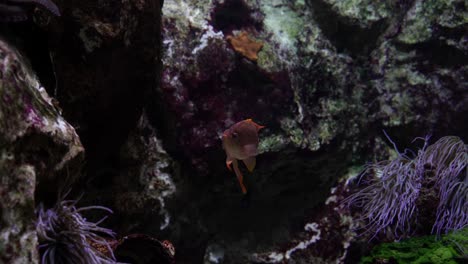 Goldene-Fische,-Die-Durch-Bunte-Klippen-Und-Korallen-Auf-Dem-Wasser-Streifen