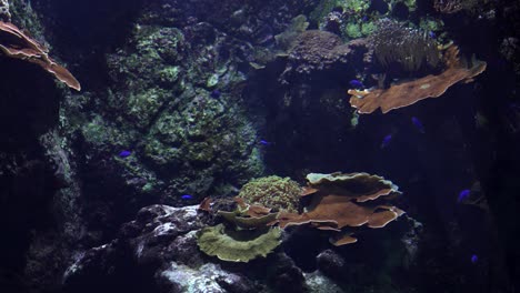 Blues-Kleine-Fische,-Die-Die-Unterwasserwelt-Mit-Wunderschönen-Korallen-Erkunden