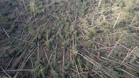 Cinematic-aerial-drone-footage-tilting-up-to-reveal-a-devastated-forest-of-coniferous-pine-trees-that-have-all-been-over-in-a-forestry-plantation-during-an-extreme-storm-event-in-Scotland