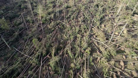 Cinematic-drone-footage-flying-over-a-devastated-forest-of-snapped-and-uprooted-pine-trees-in-a-forestry-plantation-after-an-extreme-storm-event-in-Scotland-in-changing-evening-light