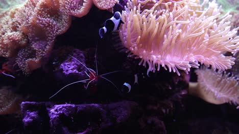 Schwarze-Clownfische,-Die-Korallen-Und-Klippen-Am-Boden-Des-Aquariums-Erkunden