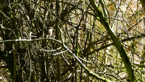 Un-Pájaro-Pequeño-Vigilando-Una-Rama-En-Un-Bosque-Denso