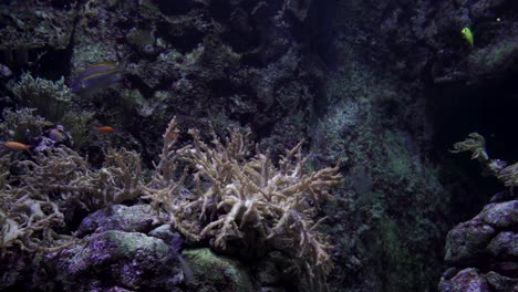 Tropische-Bunte-Fische-Verstecken-Sich-In-Der-Nähe-Von-Korallen-Auf-Dem-Meeresboden