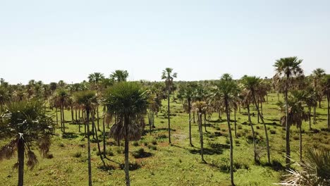 Green-palm-field.-Drone-shoot.-Jurassic-environment