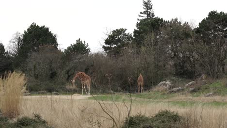 Giraffes-on-park-of-city-zoo-eating-dry-grass-and-tree-leaves