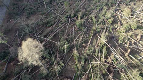 Cinematic-aerial-drone-footage-tilting-up-to-reveal-a-devastated-forest-of-coniferous-pine-trees-that-have-all-been-blown-down-in-a-storm-in-Scotland