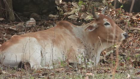 cow-relaxing-in-forest--