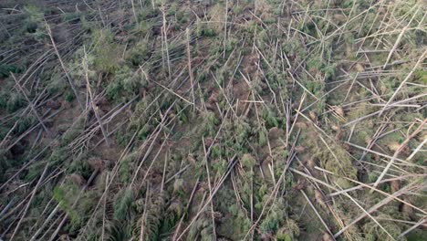 Cinematic-aerial-drone-footage-reversing-high-above-a-devastated-forest-of-windblown-pine-trees-that-have-all-been-blown-over-in-a-forestry-plantation-during-an-extreme-storm-event-in-Scotland