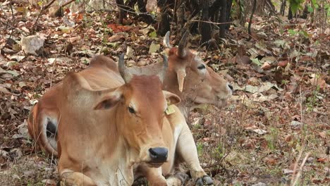 Beautiful-two-cows-relaxing-in-forest-area-