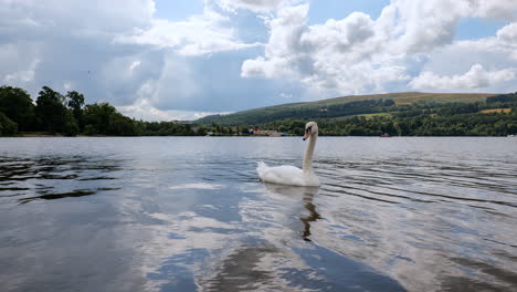 White-swan-on-a-water-surface-of-Loch-Lomond-lake-near-Balloch