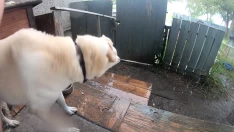 Zeitlupe---Weißer-Husky-Hund,-Der-Im-Hinterhof-Wasser-Abschüttelt,-Es-Regnet-Draußen