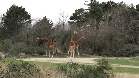 Family-of-giraffes-in-beautiful-zoo-park,-African-mammals,-safari-in-wild