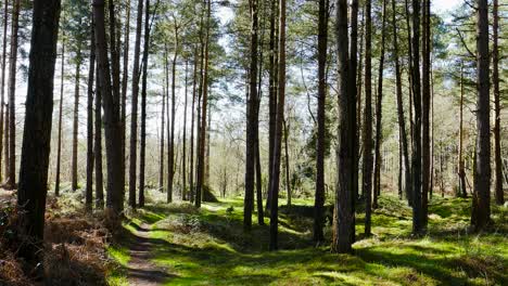 Hiking-trail-walking-path-in-wild-green-pine-forest