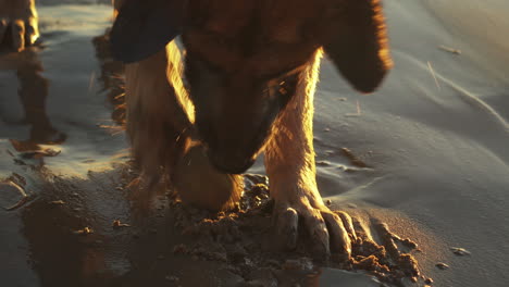 Nasser-Deutscher-Schäferhund,-Der-Mit-Seinem-Ball-An-Einem-Sandstrand-Spielt