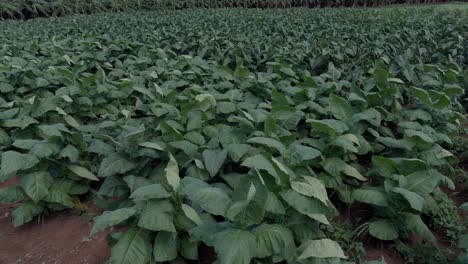 Drone-flying-over-green-tobacco-plants