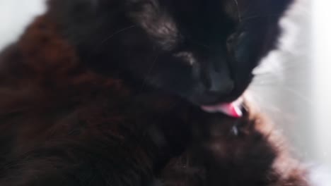 Close-up-of-black-cat-cleaning-itself
