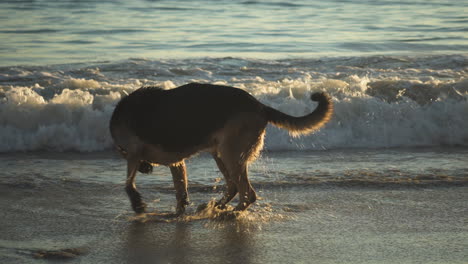 German-shepherd-dog-shakes-off-water-while-at-the-beach-during-sunset