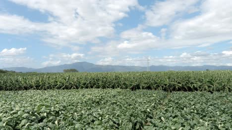 Tobacco-plantation-on-windy-day.-Aerial-sideways