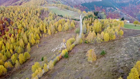 Aerial-view-filmed-with-the-drone-over-the-sheep-walking-around-in-the-mountains