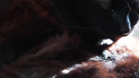 Close-up-of-black-cat-cleaning-itself-with-focus-on-its-fur