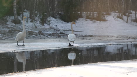 Two-whooper-swans-walk-around-on-ice-by-river