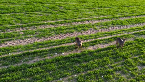 Aerial-approach-to-a-couple-of-roe-deers-feeding-on-a-spring-farm-field-in-the-early-morning