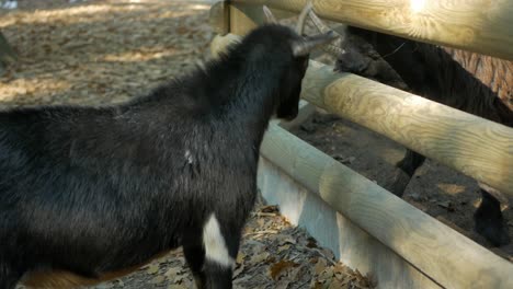 Playful-little-goatling-and-adult-goat-butting-horns-in-the-paddock-at-farm