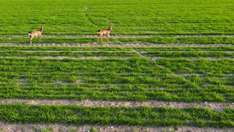 Ein-Paar-Rehe,-Die-Auf-Einem-Frühlingsfarmfeld-Stehen-Und-Die-Drohne-Betrachten